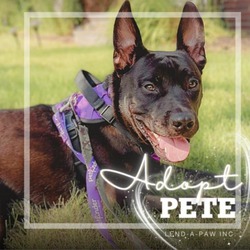 Thumbnail photo of Pete #1