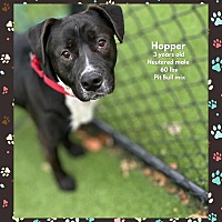 adopt a pet