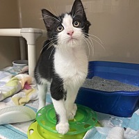 adopt a pet