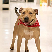 adopt a pet