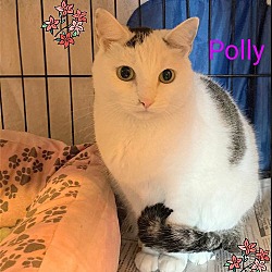 Photo of Polly- I need a foster!