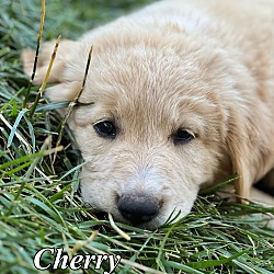 Photo of Cherry