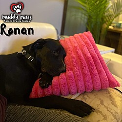 Thumbnail photo of Ronan #2