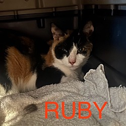 Thumbnail photo of Ruby #4