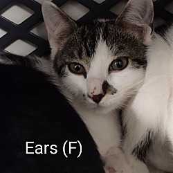 Thumbnail photo of Ears #1