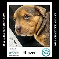 Thumbnail photo of Blazer (Chevy's Pup) 090724 #2