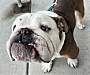 BARNEY - English Bulldog available for adoption