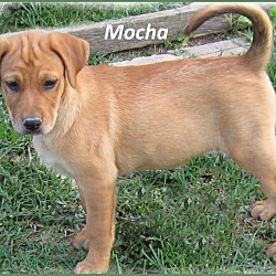Thumbnail photo of Mocha #3