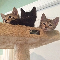 Photo of Four kittens (the CT's)