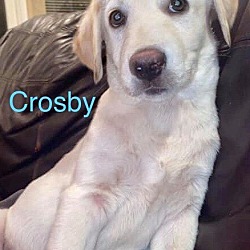 Thumbnail photo of CROSBY #1