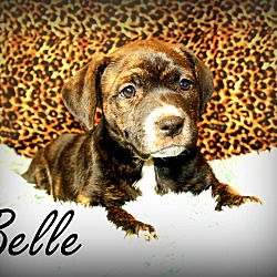 Thumbnail photo of Belle~adopted! #1