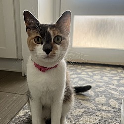 Photo of Sprinkles 