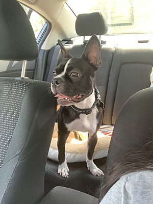 Germantown, MD - Boston Terrier. Meet Ace a Pet for Adoption ...