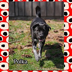 Photo of Polka