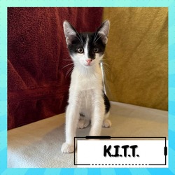 Photo of K. I. T. T. (Kitt)