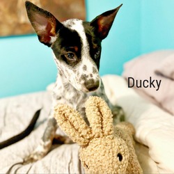 Thumbnail photo of Ducky #2