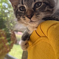 adopt a pet