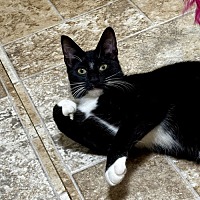 adopt a pet
