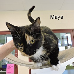 Thumbnail photo of Maya #3