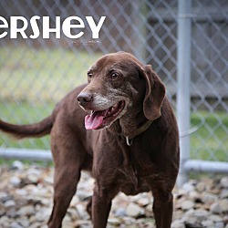 Photo of Hershey