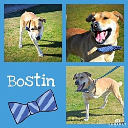 Thumbnail photo of Bostin #2