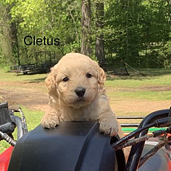 Photo of Cletus