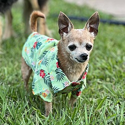 Photo of Jinx