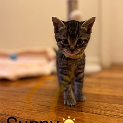 Photo of Sunny 4