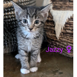 Thumbnail photo of Jazzy #1