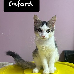 Thumbnail photo of Oxford #1