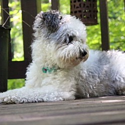 Thumbnail photo of Avalon - Sweet Schnauzer Mix #3