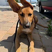 adopt a pet