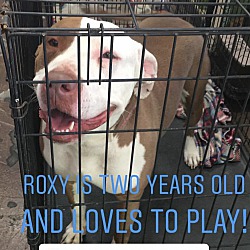 Thumbnail photo of Roxy #4