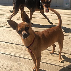 Photo of Romeo