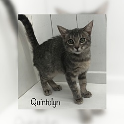 Thumbnail photo of Quintolyn #2