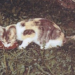 Thumbnail photo of Cami - cat - Courtesy Listing #2