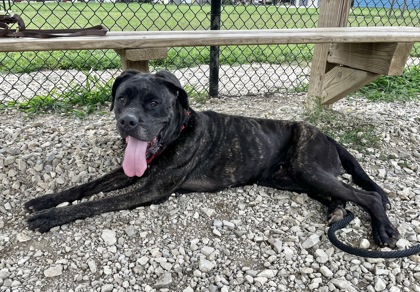 6 Facts About the Cane Corso - Greenfield Puppies