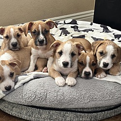 Photo of Christmas Puppy Litter