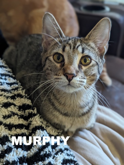 Photo of Murphy