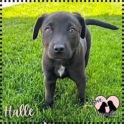 Photo of Halle