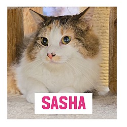Photo of Sasha