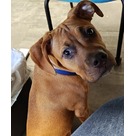 Adopt A Pet :: Hopps - Jackson, MI