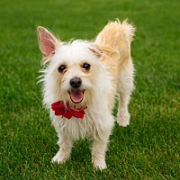 adopt-pet