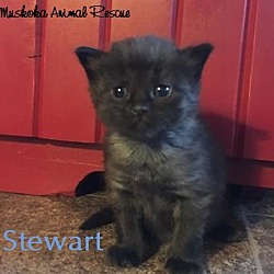 Thumbnail photo of Stewart - Adopted December2016 #2