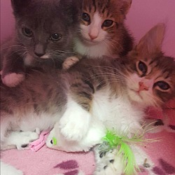 Photo of 4 kittens