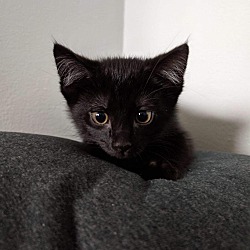 Thumbnail photo of Black Kittens #1