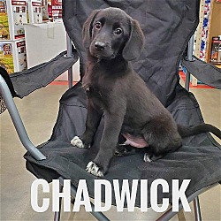 Photo of Chadwick
