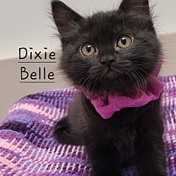 Photo of Dixie Belle