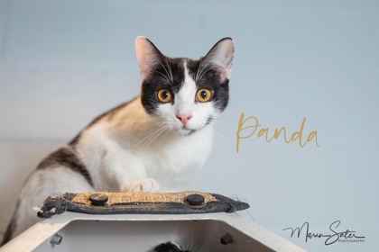 Photo of Panda (Bonded with Shadow)