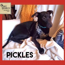 Thumbnail photo of Pickles #2